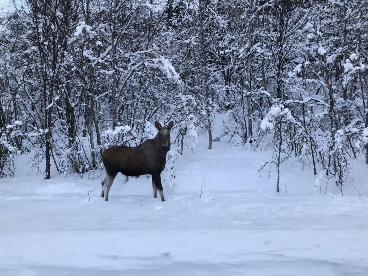 Narnia Lodge Lofoten Gimsoy Екстер'єр фото